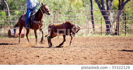 Calf Roping At An Australian Country Rodeo 55322129