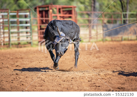 Calf Roping At An Australian Country Rodeo Calf Roping At An Australian Country Rodeo 55322130