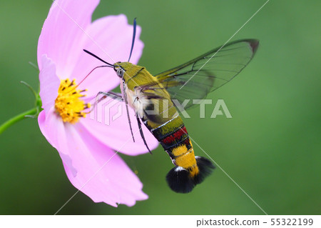 在波斯菊的花的一隻鷹飛蛾 55322199