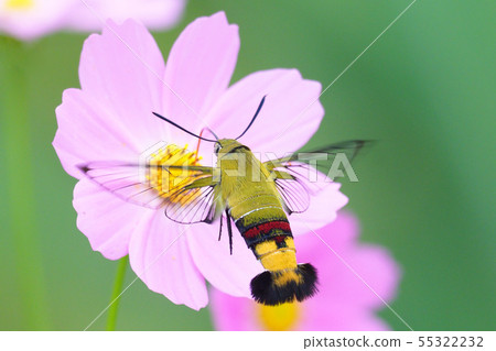 A hawk moth on a flower of the cosmos A hawk moth on a flower of the cosmos 55322232