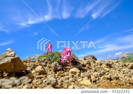 初夏的Komagasa 55322241