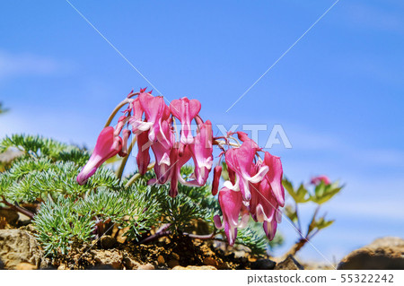 Diorama of early summer 55322242