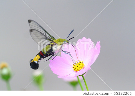 A hawk moth on a flower of the cosmos A hawk moth on a flower of the cosmos 55322265