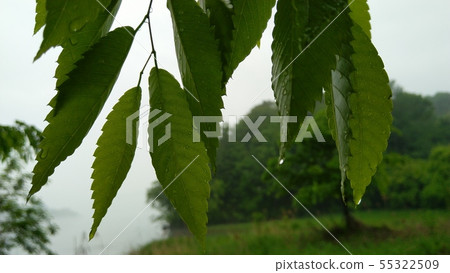 A rainy landscape 55322509