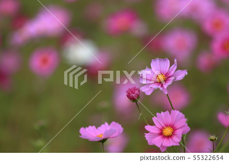 Fixed amount] Cosmos Cosmos Festival of... - Stock Photo [55322654] - PIXTA