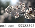 Cherry Blossoms	 55322892