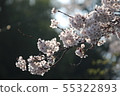 Cherry Blossoms	 55322893