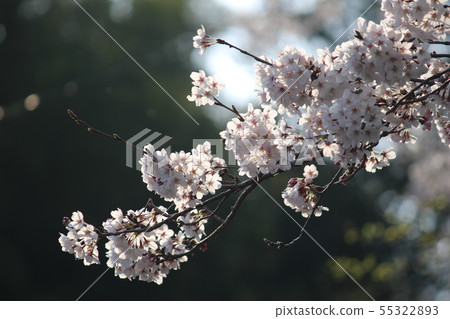 Cherry Blossoms	 55322893