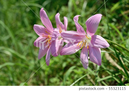 Saffron Moddoki 55323115