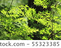 Autumn leaves 55323385