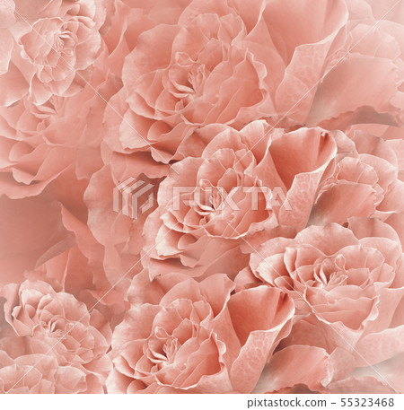 Floral red-white beautiful background. Flower Floral red-white beautiful background. Flower 55323468