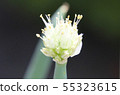 Green onion 55323615