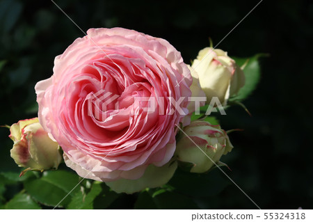 rose rose 55324318