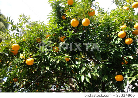 Summertime orange 55324900