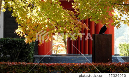 Autumn leaves Autumn leaves 55324950