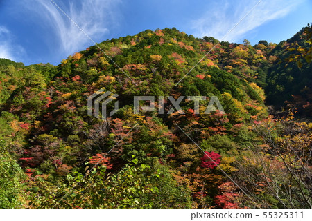 秋葉在Oza-zain谷，大川村，高知縣 55325311