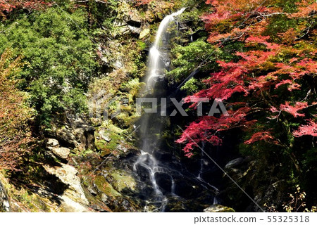 秋葉在Oza-zain谷，大川村，高知縣 55325318