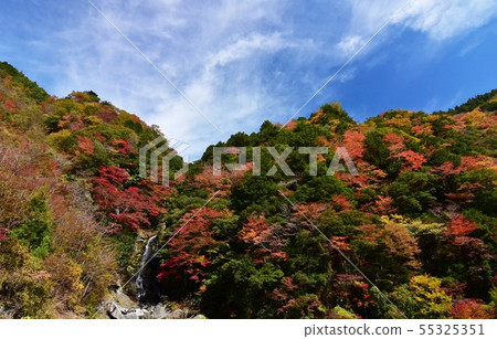 秋葉在Oza-zain谷,大川村,高知縣 秋葉在Oza-zain谷,大川村,高知縣 55325351