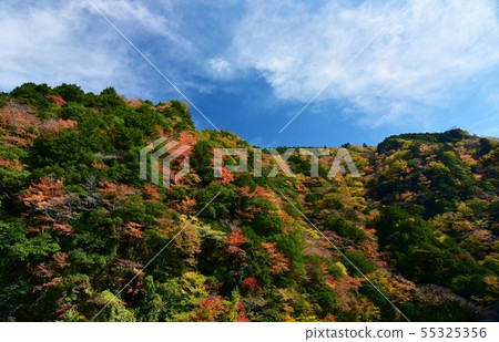 Autumn leaves in the Oza-zain Valley, Okawa Village, Kochi Prefecture Autumn leaves in the Oza-zain Valley, Okawa Village, Kochi Prefecture 55325356