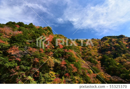 秋葉在Oza-zain谷,大川村,高知縣 秋葉在Oza-zain谷,大川村,高知縣 55325370