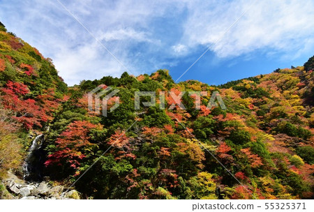 秋葉在Oza-zain谷,大川村,高知縣 秋葉在Oza-zain谷,大川村,高知縣 55325371