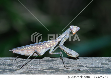 Halabirakamakiri（棕色型） 55325757