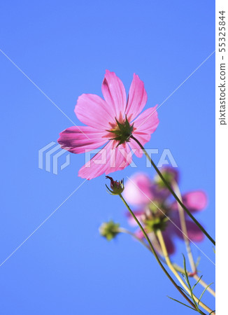 藍天和桃紅色波斯菊 55325844