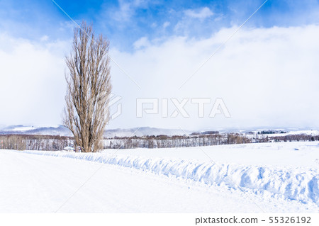 Beautiful outdoor nature landscape with tree of ken and mary in biei area 55326192