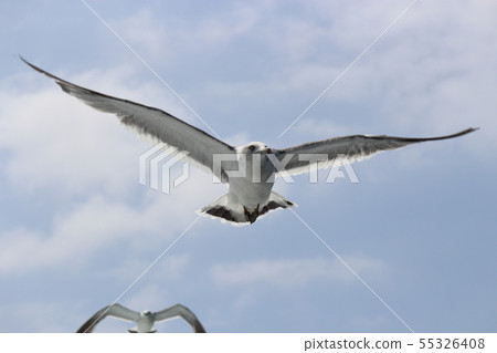 Flying seabird 55326408