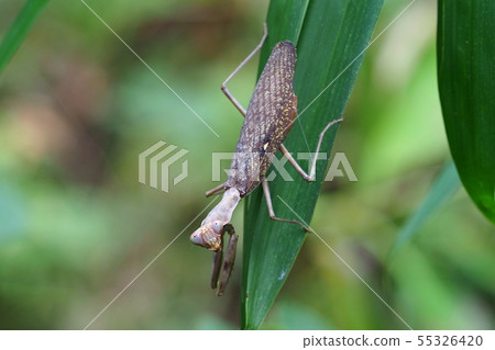 Halabirakamakiri（棕色型） 55326420