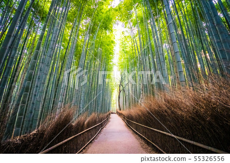 Beautiful landscape of bamboo grove in the forest at Arashiyama kyoto 55326556