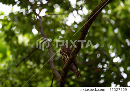 Aobazuku parent going to catch bait for moth in the evening Aobazuku parent going to catch bait for moth in the evening 55327369