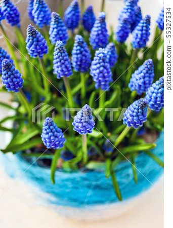 bright muscari flowers in the pot 55327534