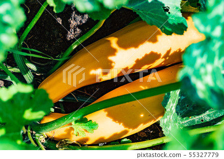 .Zucchini plant. Zucchini flower. Green vegetable marrow growing on bush 55327779