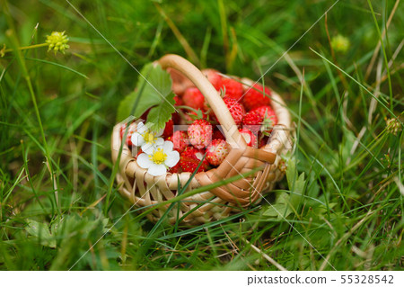 wild strawberries in the basket 55328542
