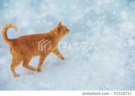 Red cat walking on the snow in winter 55328711