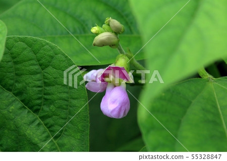 海嘯綠豆花菜花 55328847