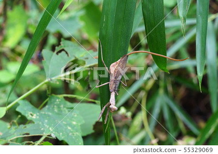 來自臀部的金龜子甲蟲（棕色型） 55329069