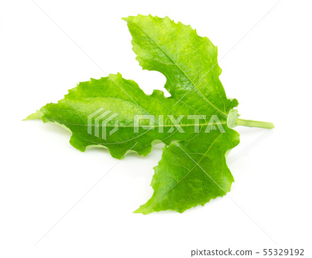 Green passion fruit leaf isolated on white 55329192
