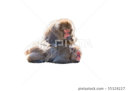 macaca fuscata or Japanese macaque relaxing. 55329227