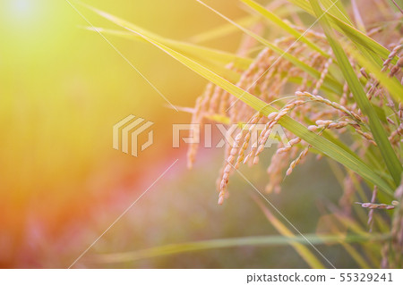 Rice spike in rice field in japan. Rice spike in rice field in japan. 55329241