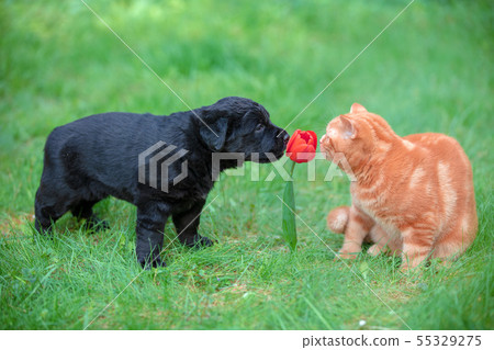 Little puppy and kitten playing in the garden Little puppy and kitten playing in the garden 55329275