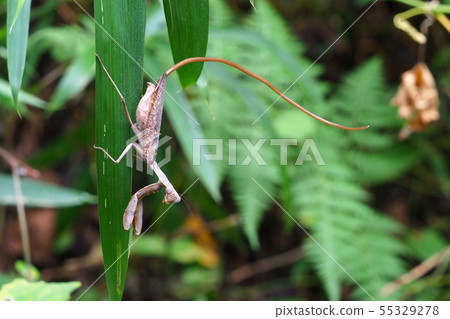 Scarab beetle from the buttocks (brown type) Scarab beetle from the buttocks (brown type) 55329278