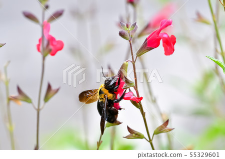 Carpenter bee 55329601