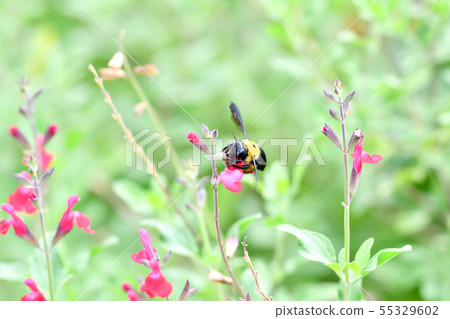 Carpenter bee 55329602