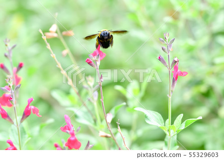 Carpenter bee 55329603