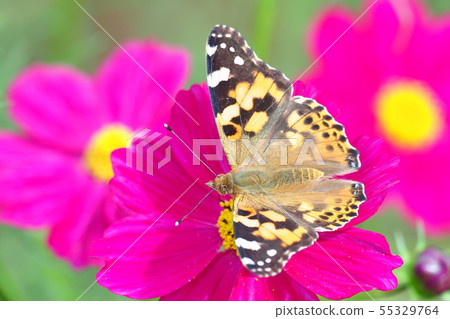 Painted flower of cosmos moth Painted flower of cosmos moth 55329764