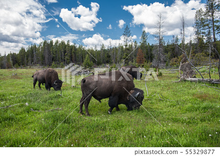 Bisons herd graze on the field at scenic park Bisons herd graze on the field at scenic park 55329877
