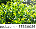 Tea Plant at chiang rai Thailand 55330086