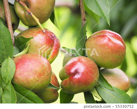 Pot of medicine canned peach in early summer Pot of medicine canned peach in early summer 55330752